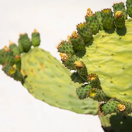 Trulli Di Mezza Holiday home