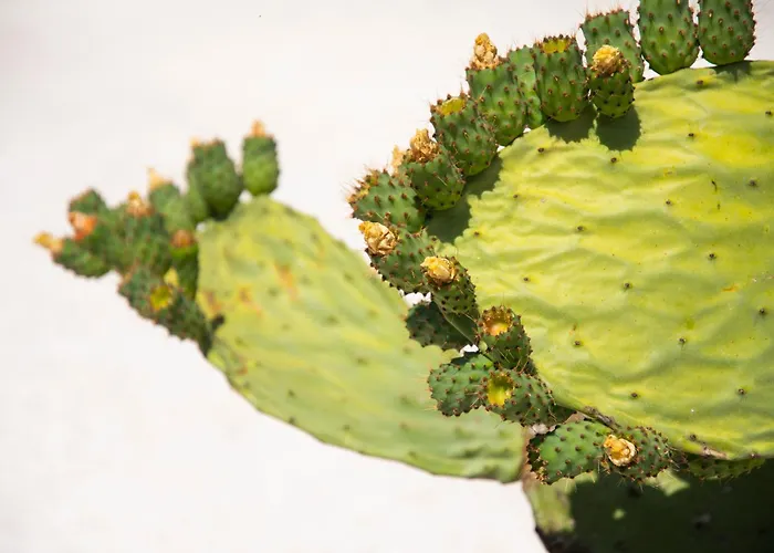 Trulli Di Mezza بيت للعطل